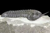Morocconites Trilobite Fossil - Morocco (Reduced Price #85551-2